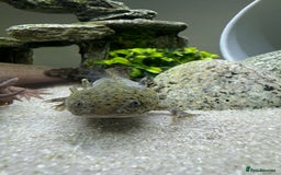 Other/Mixed Breed fish for sale: 2 axolotls and tank set up  - Image 3