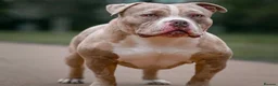 American Bully dogs for sale: American Bully Male - Advert 2