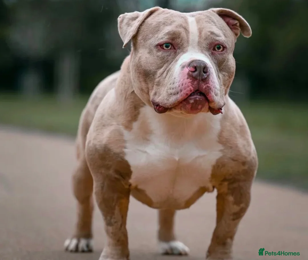 American Bully dogs for sale: American Bully Male - Advert 2