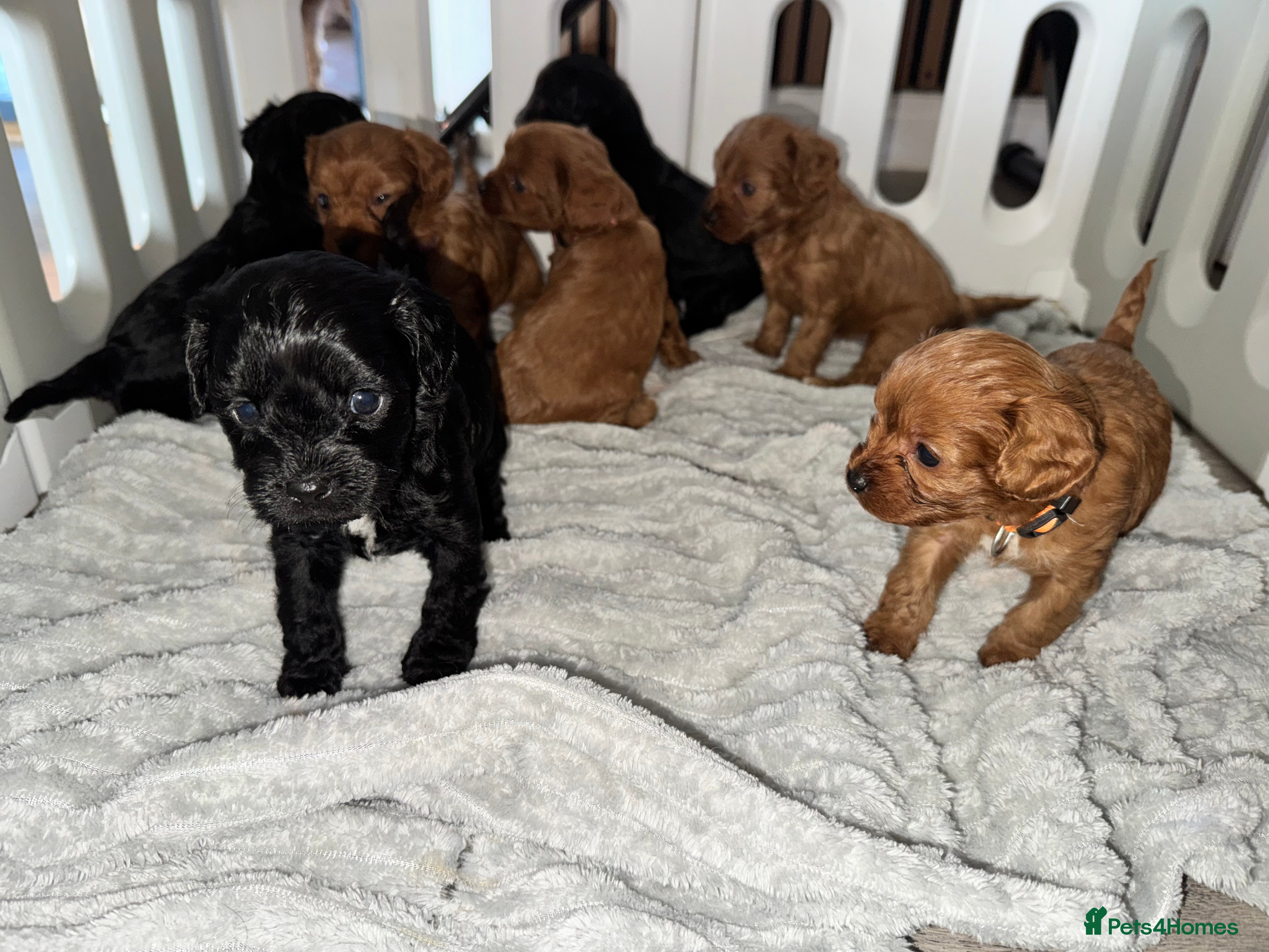 Cavapoo dogs A Tiny Tiny bunch of love 🧸❤️❤️❤️ - Advert 11