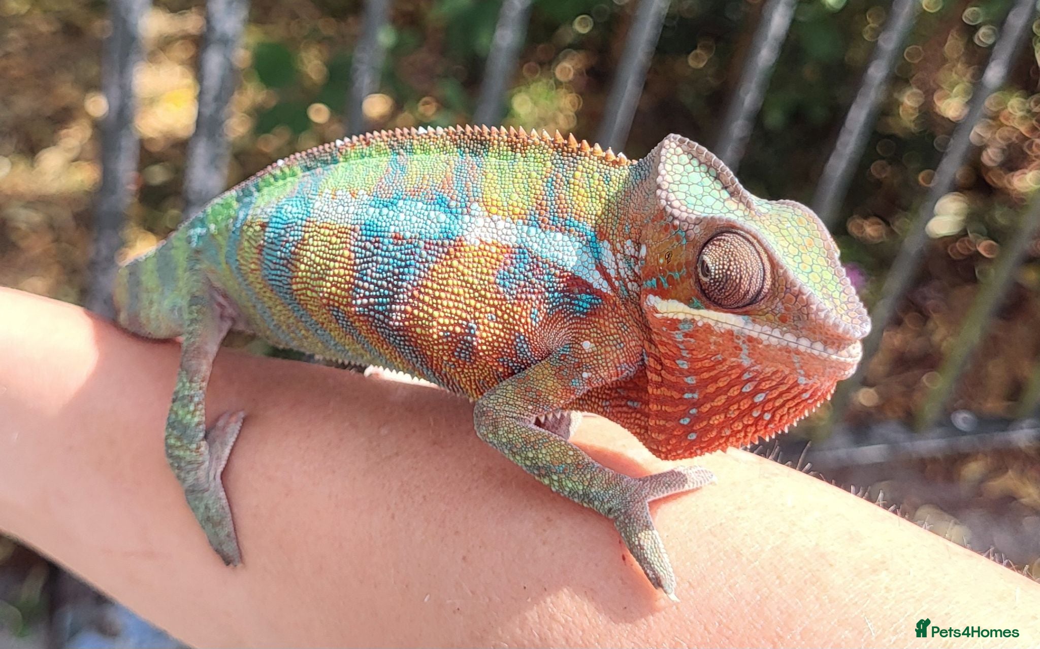 Chameleon reptiles Panther Chameleon  - Advert 18