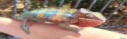 Chameleon reptiles for sale: Panther Chameleon  - Advert 1