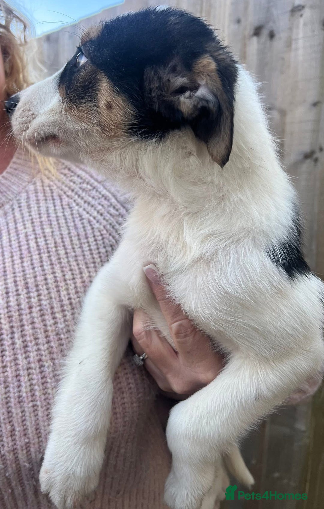 Border Collie dogs for sale: 2 Male Border Collie Pups - Advert 5
