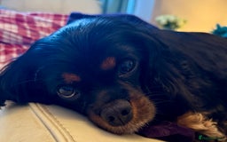 Cavalier King Charles Spaniel dogs for sale: Cavalier King Charles carries of Chocolate Gene - Advert 3