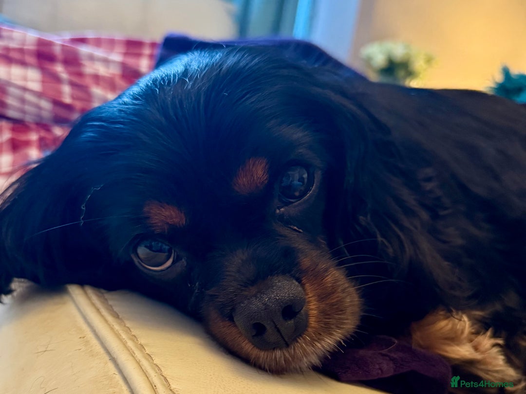 Cavalier King Charles Spaniel dogs for sale: Cavalier King Charles carries of Chocolate Gene - Advert 3