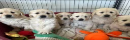 Golden Retriever dogs for sale: Golden Retriever puppies - Advert 1
