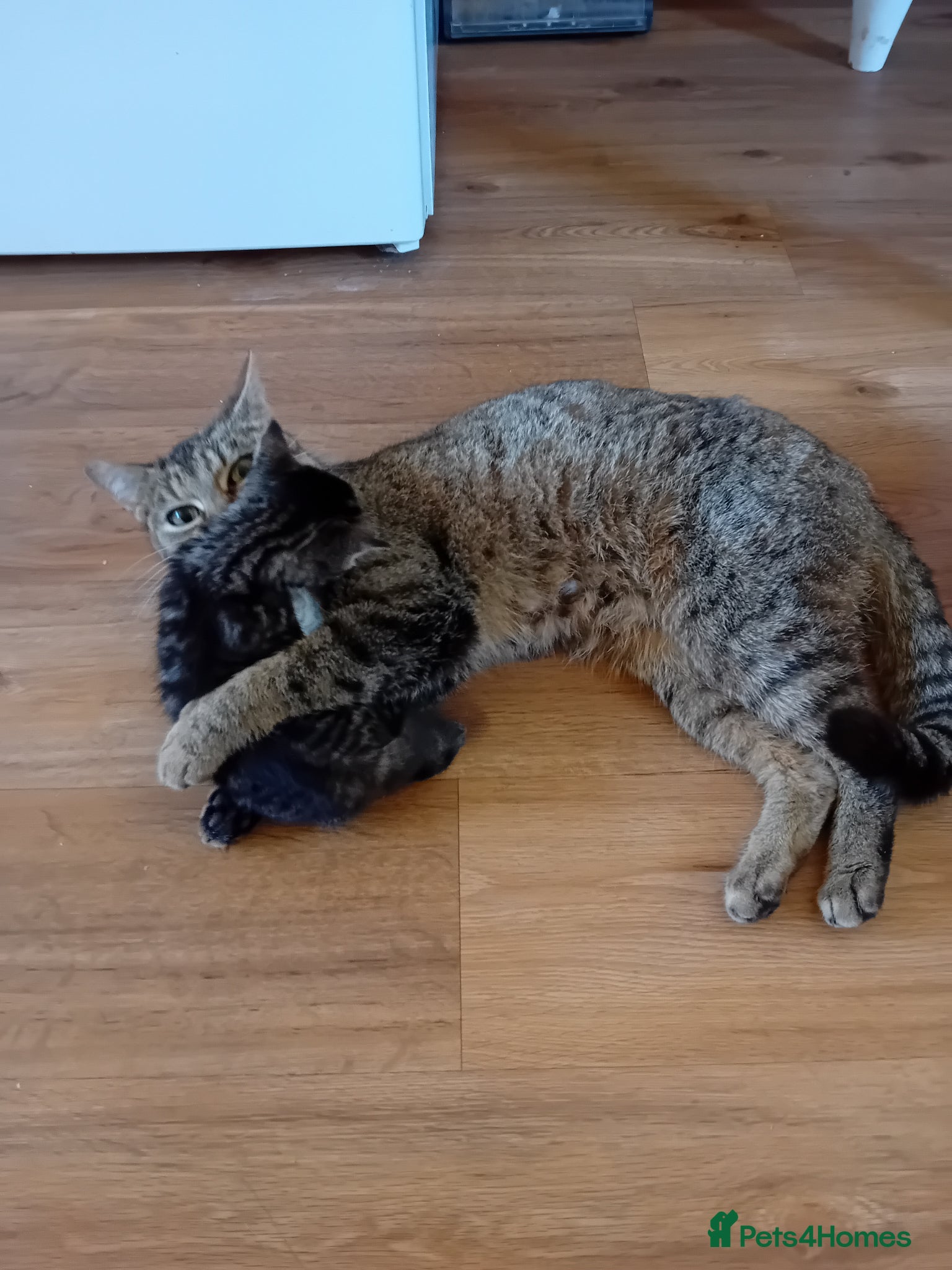 British Shorthair cats Beautiful mackerel tabby kittens - Advert 1
