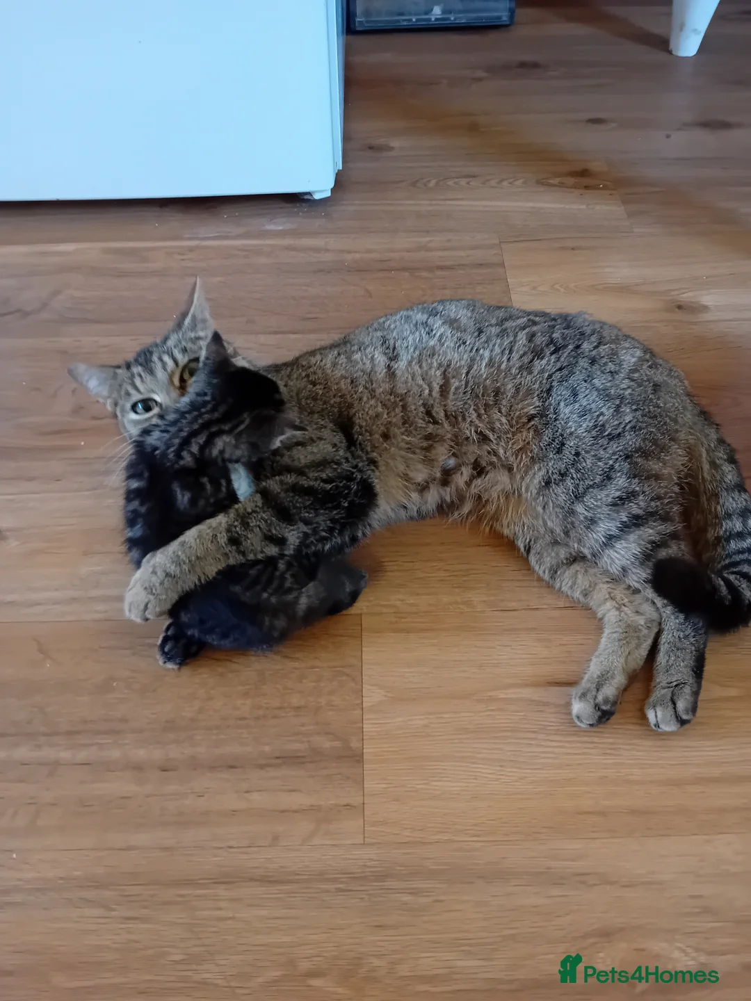 British Shorthair cats for sale: Beautiful mackerel tabby kittens in Stockbridge - Advert 1