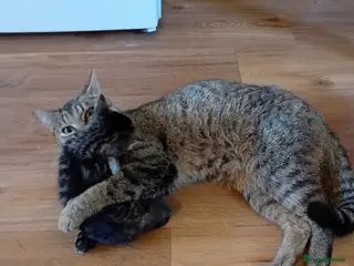 British Shorthair cats Beautiful mackerel tabby kittens - Advert 1