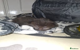 Mixed Breed cats for sale: 2 female kittens - Image 6