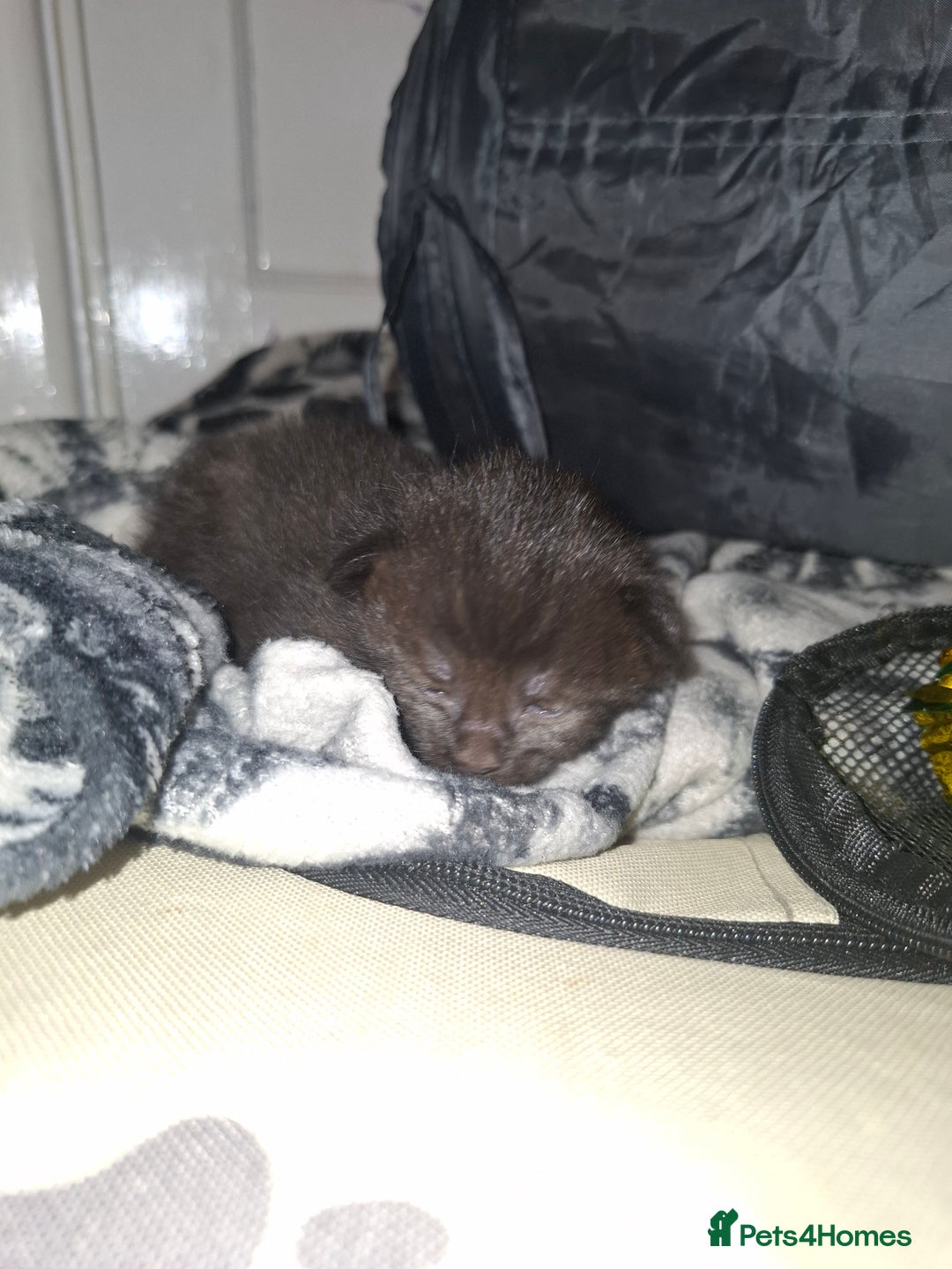 Mixed Breed cats for sale: 2 female kittens - Image 6
