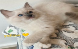 Ragdoll cats for sale: Stunning,TICA registered Ragdoll kittens - Image 10