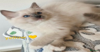 Ragdoll cats - Advert 10