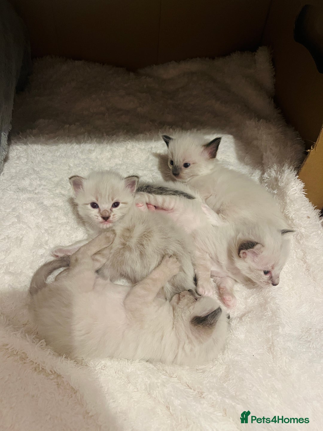 Ragdoll cats for sale: Ragdoll-mix Kittens – Ready 7th March (1 Reserved) - Advert 7