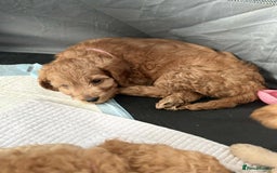 Cockapoo dogs for sale: Beautiful Cockapoos  - Image 17