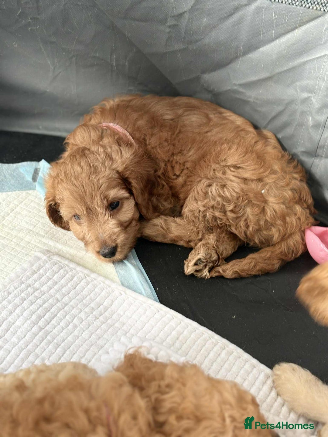 Cockapoo dogs for sale: Beautiful Cockapoos  - Image 17
