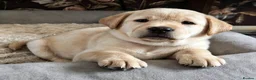 Labrador Retriever dogs for sale: 6 stunning female labrador puppies - Advert 21