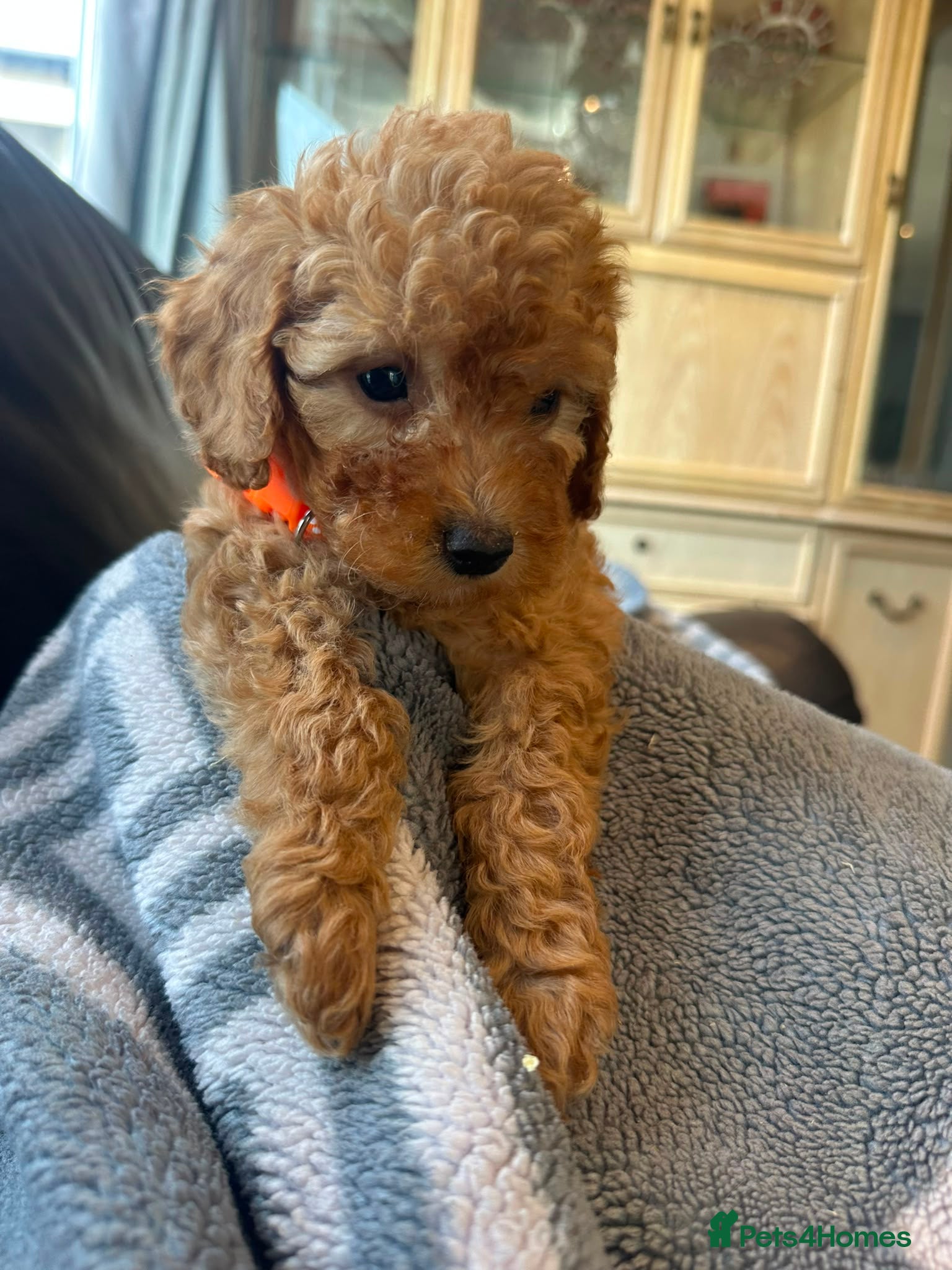 Cockapoo dogs Licensed F1b 4  Cockapoos ready tomorrow  - Advert 17
