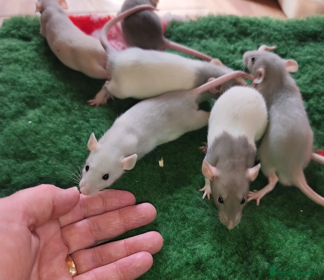 Rat rodents for sale: Dumbo male and female blue blazed rats - Advert 12