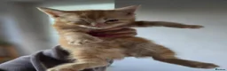 Mixed Breed cats for sale: Ginger Tabby Kittens - Advert 11