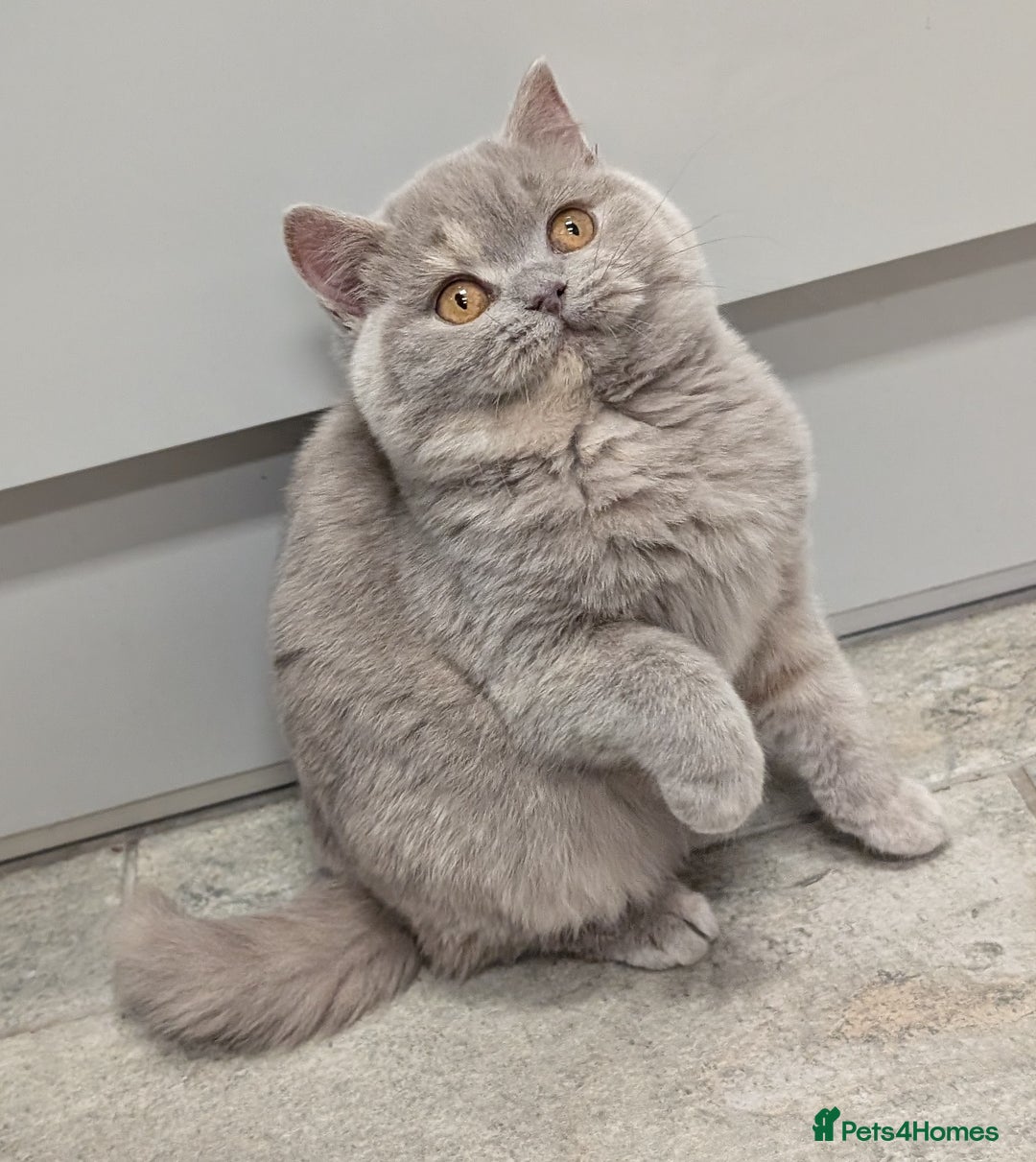 British Shorthair cats for sale: Gorgeous British shorthair kittens  - Advert 13