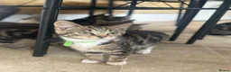 Mixed Breed cats for sale: Kittens tabbys  - Advert 7