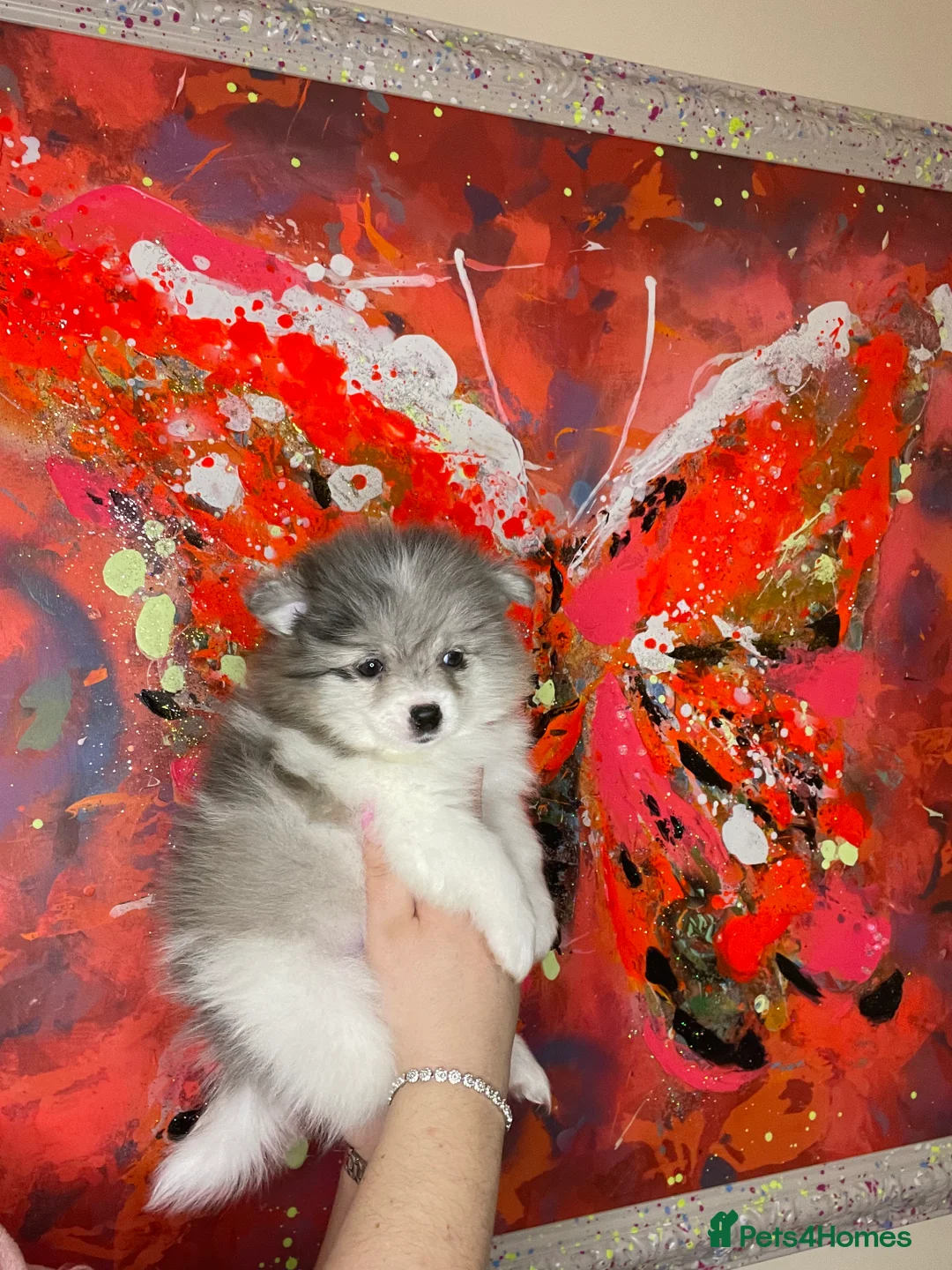 Pomeranian dogs for sale: Pomeranian puppies  - Advert 9