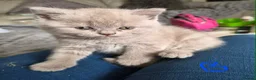 British Longhair cats for sale: LAST ONE! HEALTH TESTED LILAC BRITISH LONGHAIR - Advert 7
