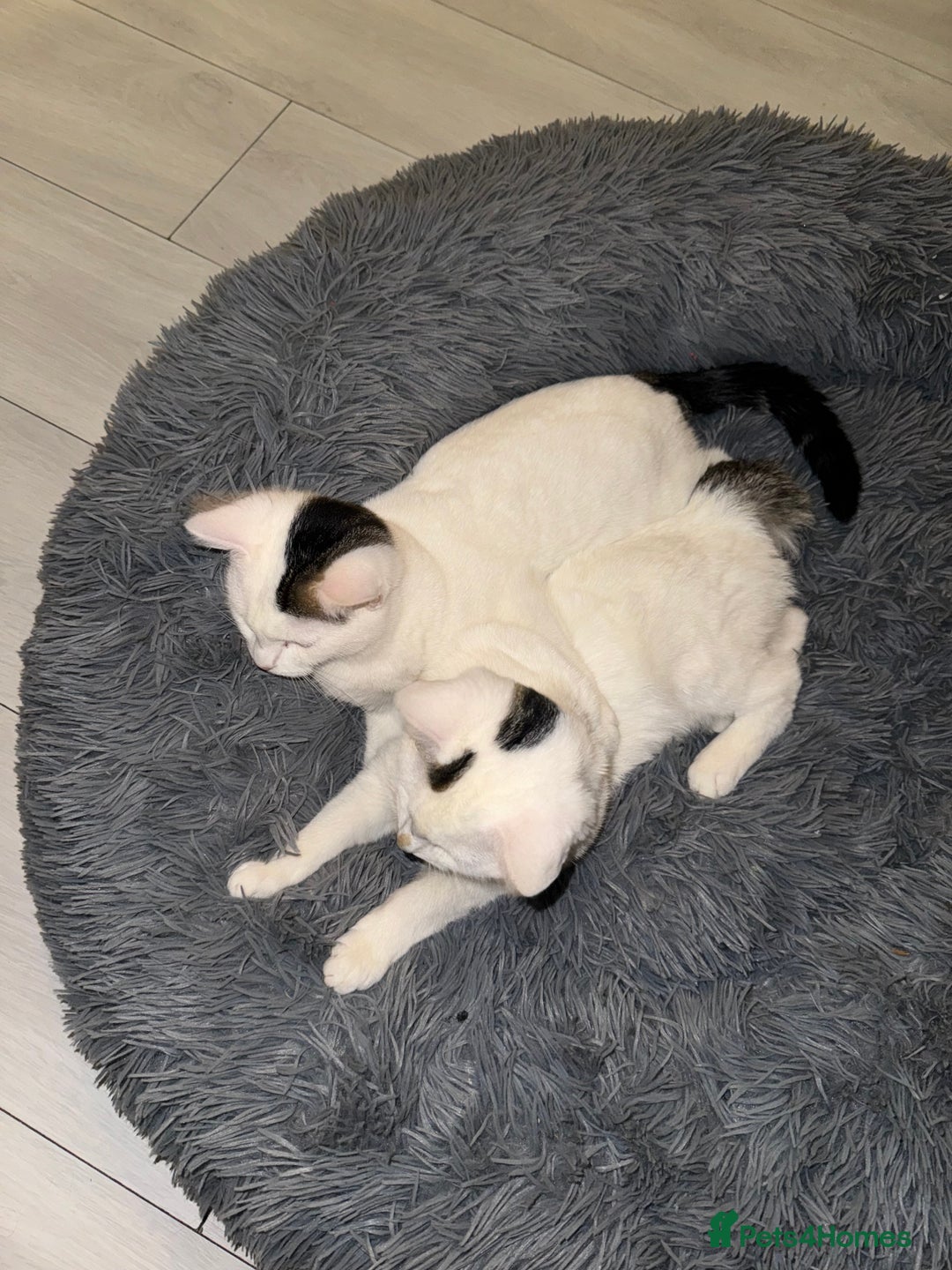 Domestic Shorthair cats for sale: Snow White sisters ❄️🥰 - Image 7