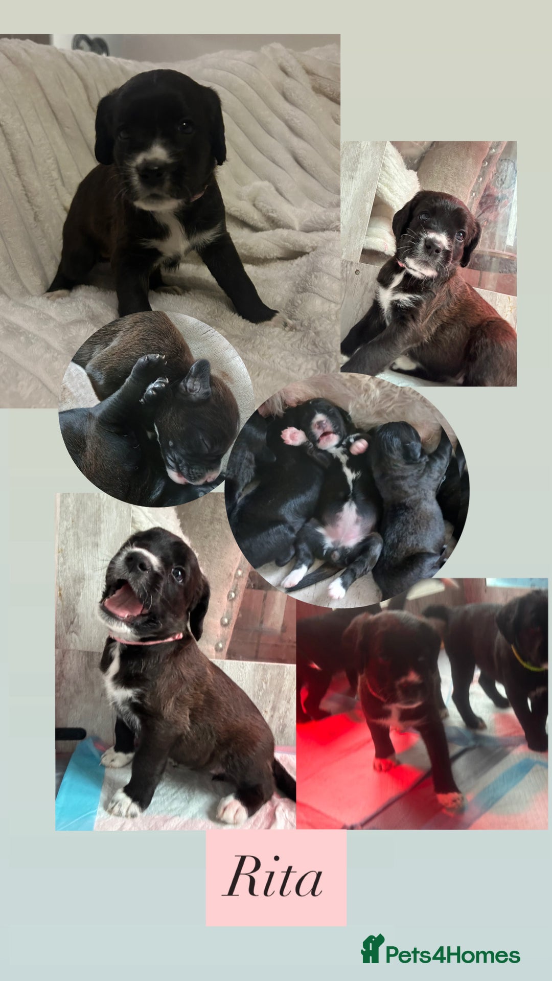 Mixed Breed dogs for sale:  Boxer-Doodle - Image 3