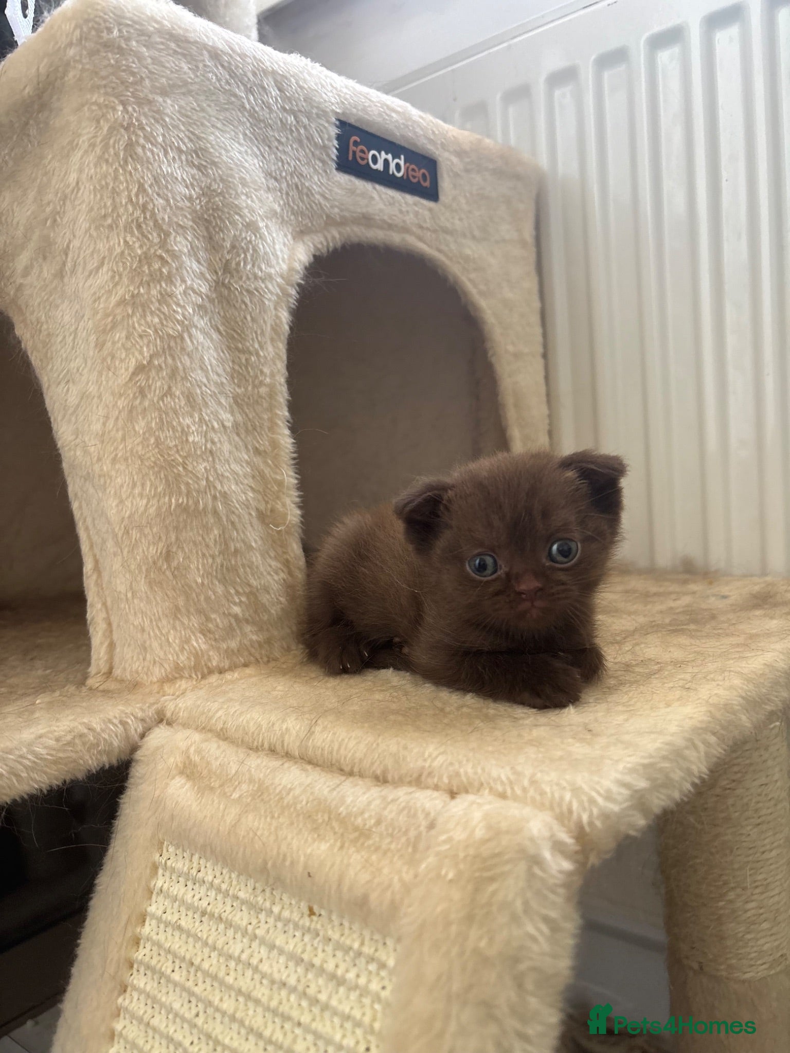 Scottish Fold cats Stunning Scottish fold/straight kittens😻 - Advert 2