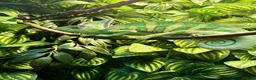 Chameleon reptiles for sale: Veiled Chameleon with Terrarium in Bristol - Advert 1