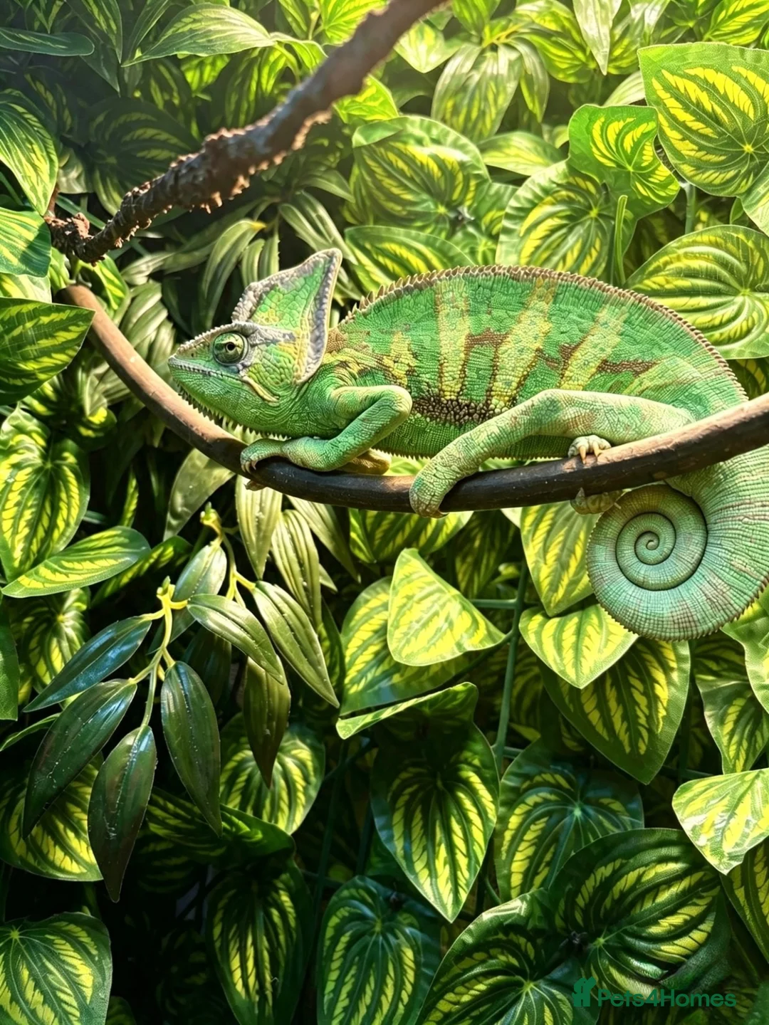 Chameleon reptiles for sale: Veiled Chameleon with Terrarium in Bristol - Advert 1