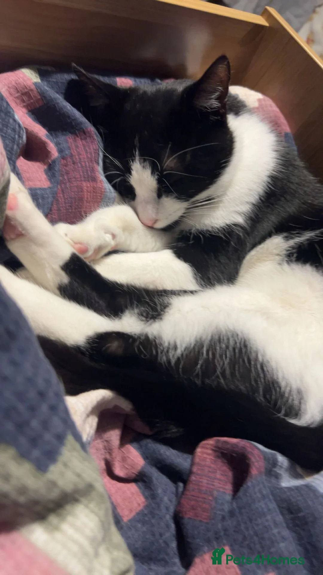 Mixed Breed cats for sale: Oreo🐱 in Burton-on-Trent - Advert 1