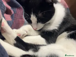 Mixed Breed cats Oreo🐱 in Burton-on-Trent - Advert 1