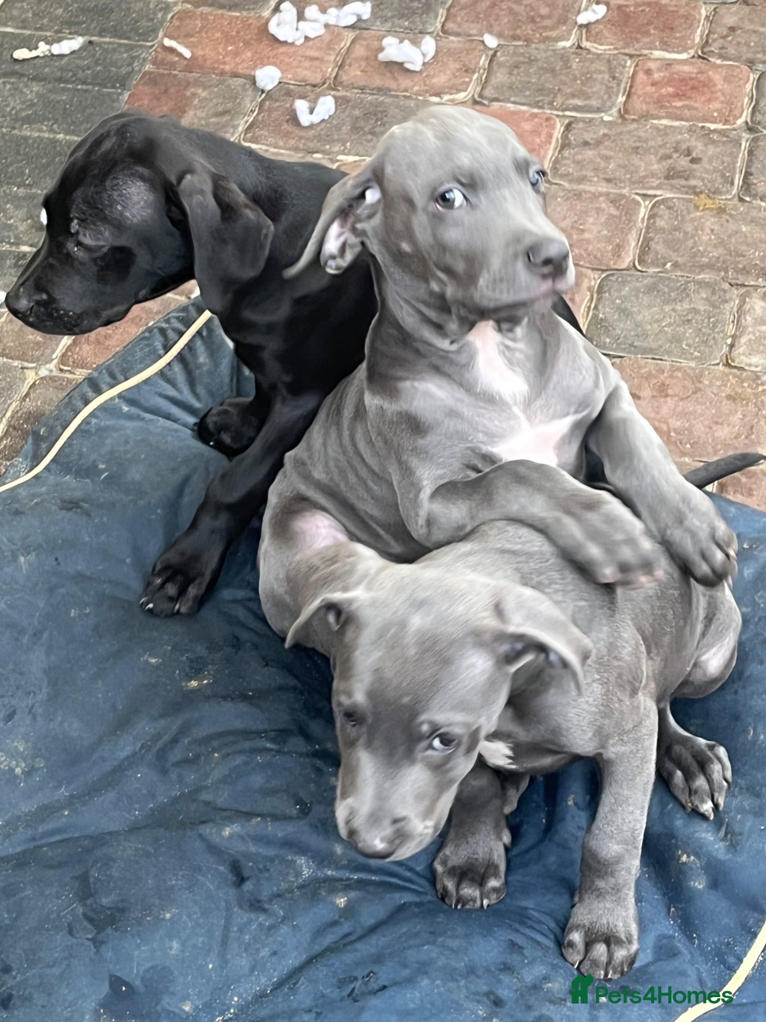 Cane Corso dogs for sale: Cane corso pups, 4 girls 2 boys, black and grey - Advert 6