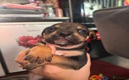 Staffordshire Bull Terrier dogs for sale: beautiful staff mastiff puppies.  - Advert 3