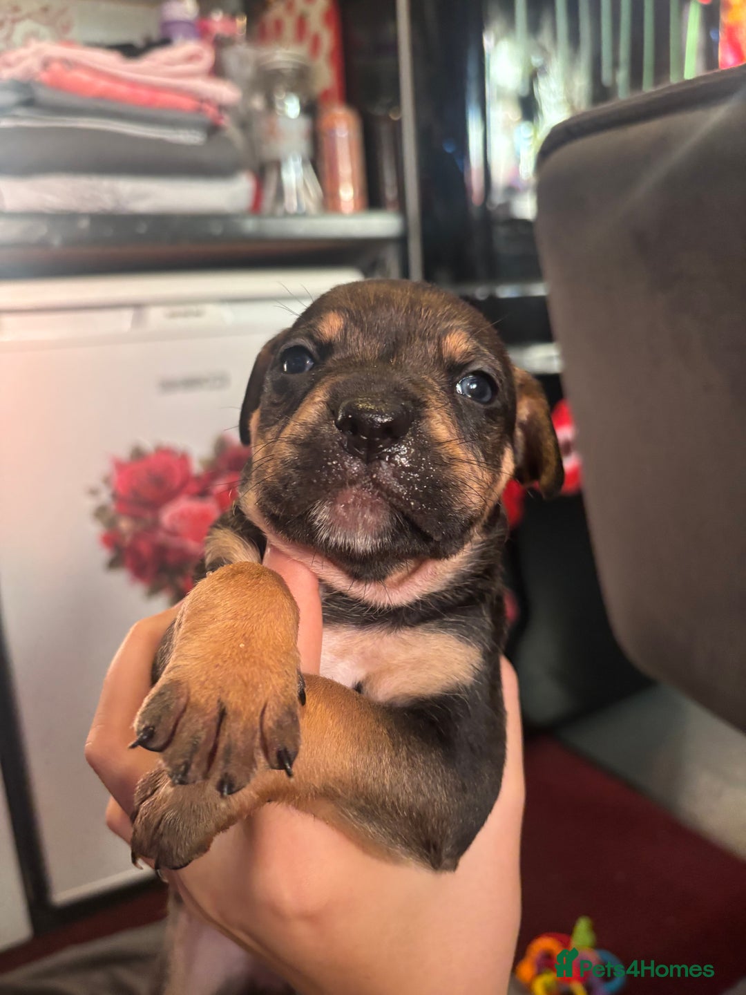 Staffordshire Bull Terrier dogs for sale: beautiful staff mastiff puppies.  - Advert 3