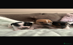 Jack Russell dogs for sale: Beautiful short legged Jack Russell babies  - Image 6