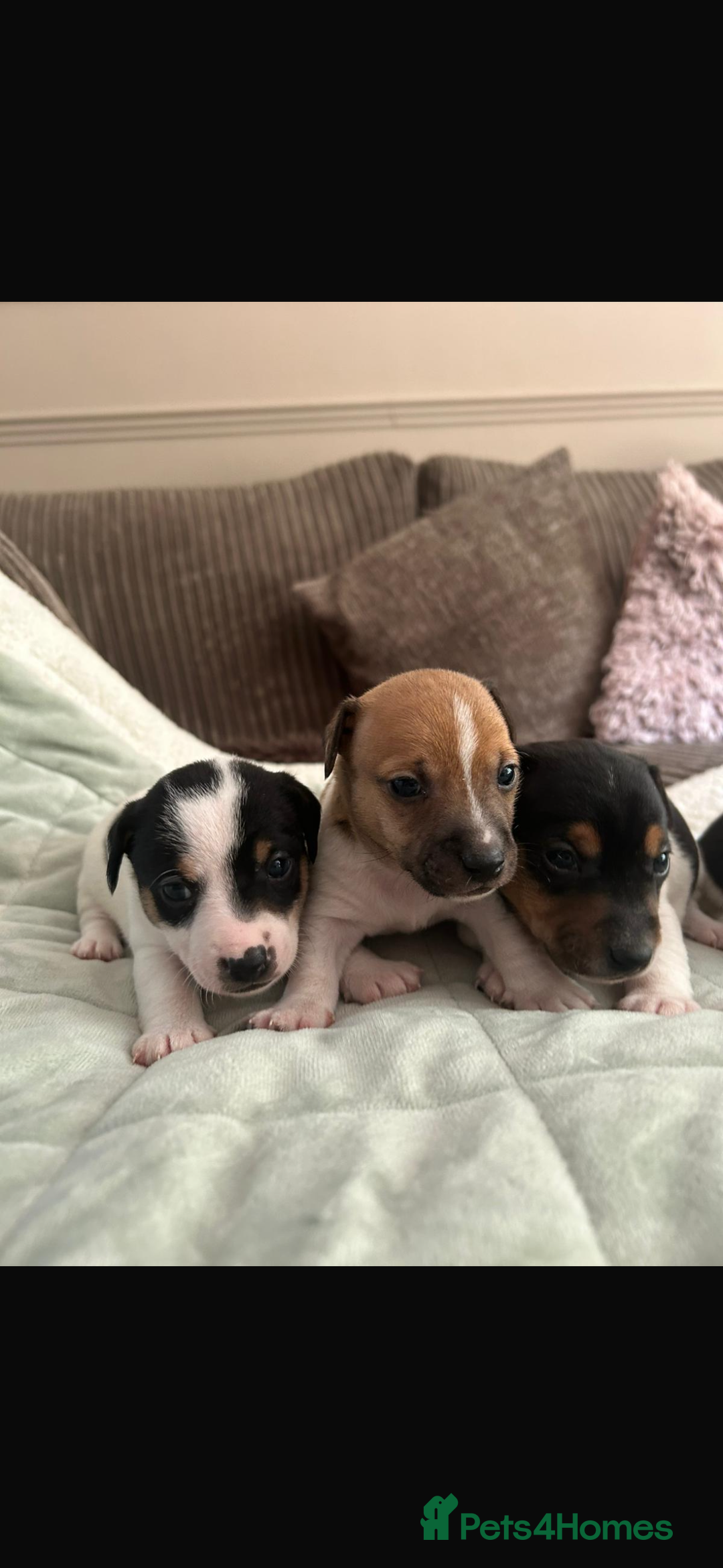 Jack Russell dogs for sale: Beautiful short legged Jack Russell babies  - Image 6