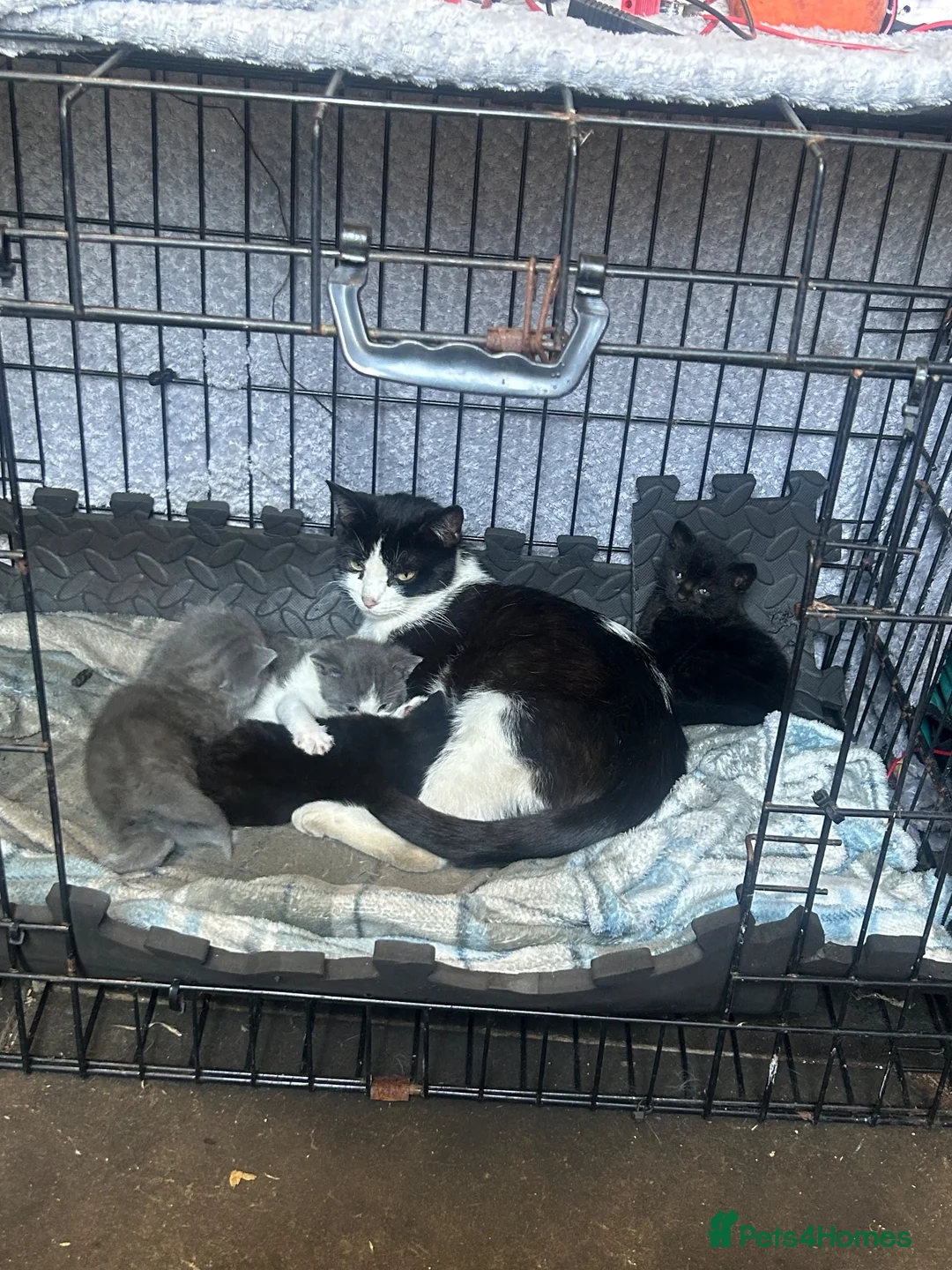 Mixed Breed cats for sale: Luna & Nana – Two Beautiful Female Kittens - Advert 1
