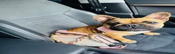 French Bulldog dogs for sale: 🏆KC French Bulldog Puppies🏆 - Advert 25