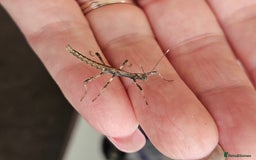 Stick Insects invertebrates for sale: Stick insect nymphs - Image 5