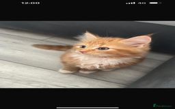 Persian cats for sale: Adorable Ginger Kittens Ready for New Homes - Image 2