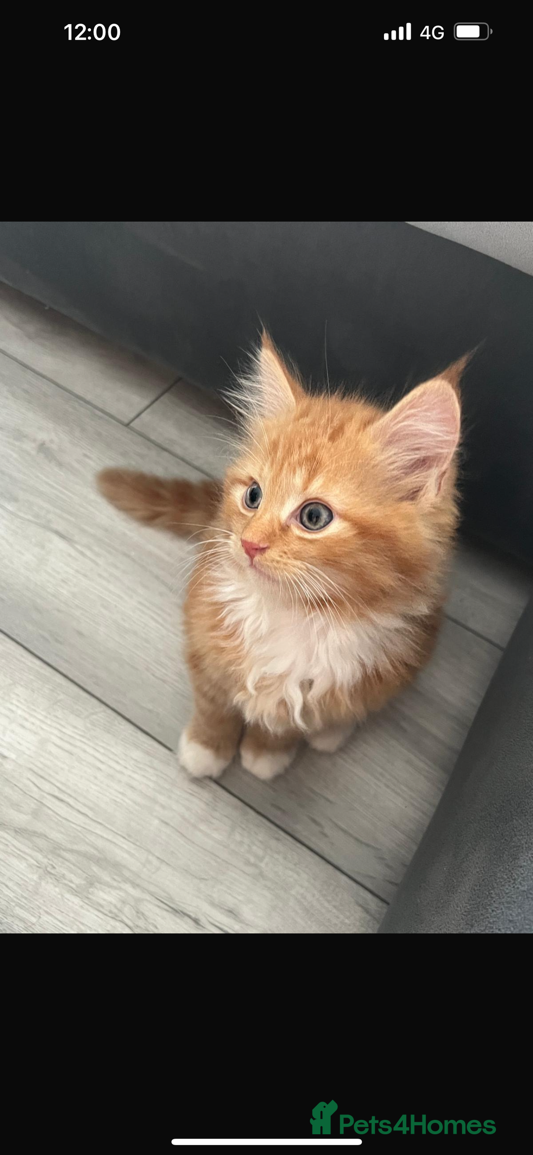 Persian cats for sale: Adorable Ginger Kittens Ready for New Homes - Image 2