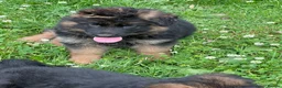 German Shepherd dogs for sale: Gorgeous female long coat German Shepherd  - Advert 13