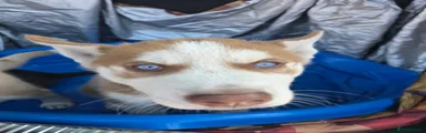 Siberian Husky 1
