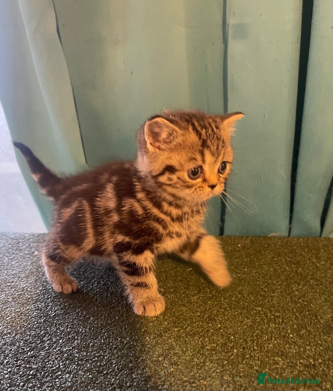 British Shorthair cats for sale: Bsh. Brown Tabby boy. RESERVED FOR JAMIE. - Advert 6