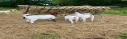 Goats livestock for sale: Boer goats  - Advert 2