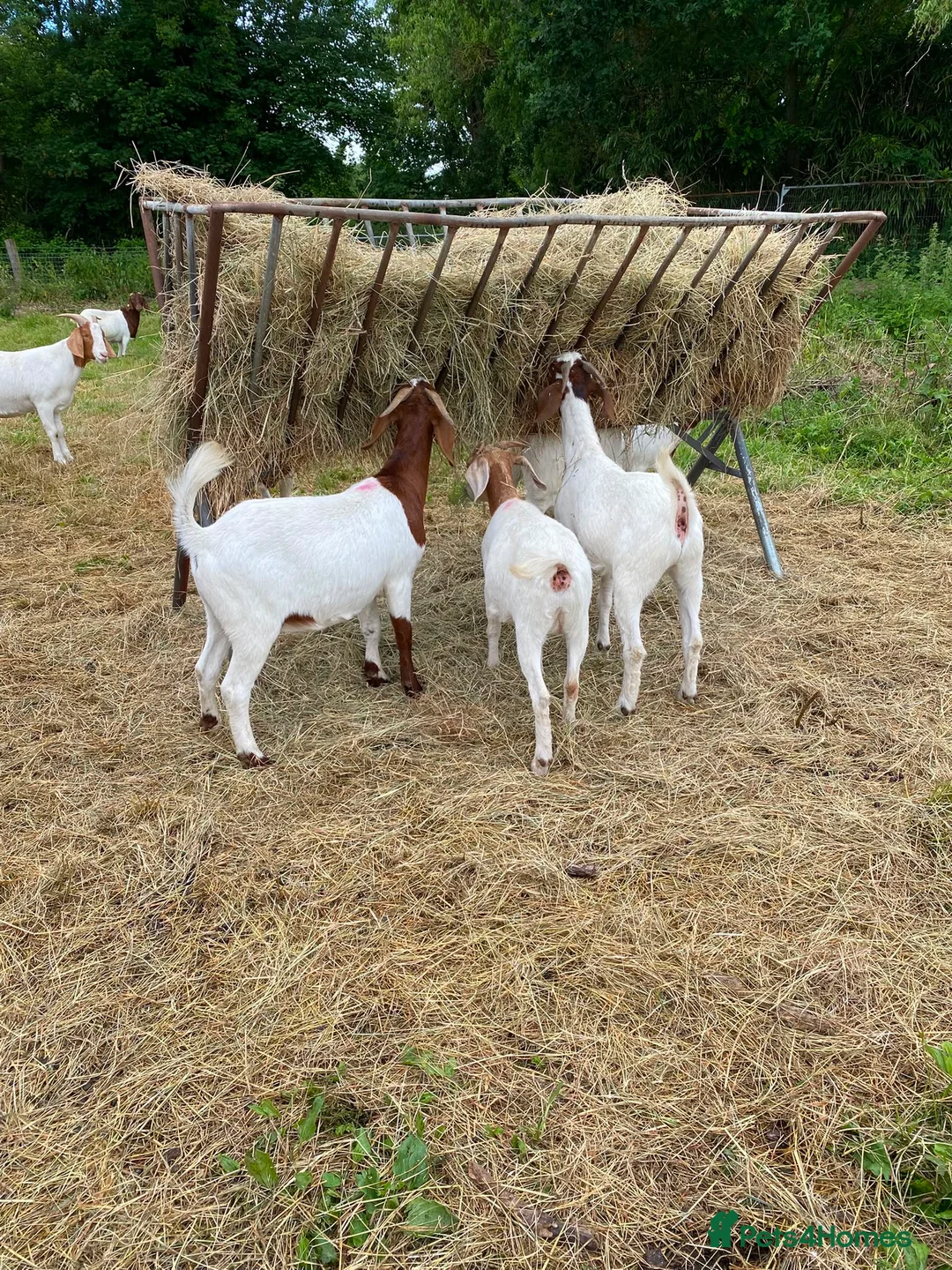 Goats livestock for sale: Boer goats  - Advert 2
